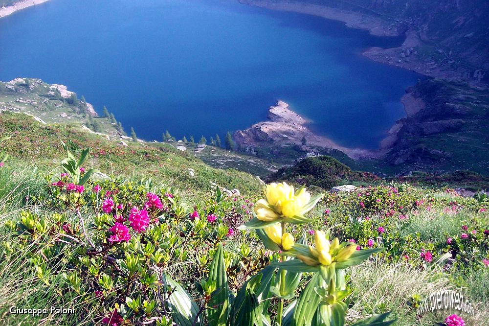 02- fioriture, dal passo, verso i laghi Gemelli .jpg